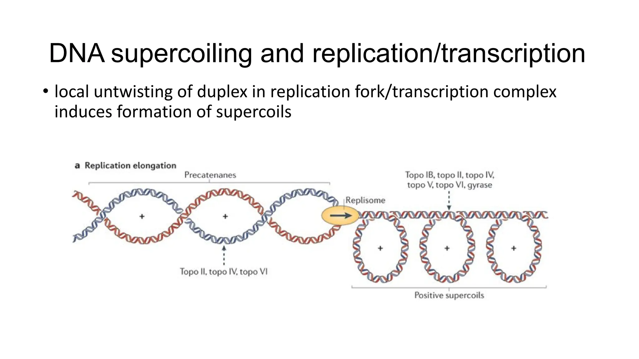 DNA supercoiling and replication/transcription
• local untwisting of duplex in replication fork/transcription complex
induces formation of supercoils
 