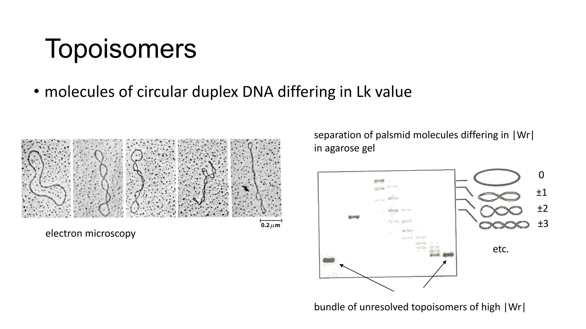 Topoisomers
• molecules of circular duplex DNA differing in Lk value
separation of palsmid molecules differing in |Wr|
in agarose gel
0
±1
±2
±3
etc.
bundle of unresolved topoisomers of high |Wr|
electron microscopy
 