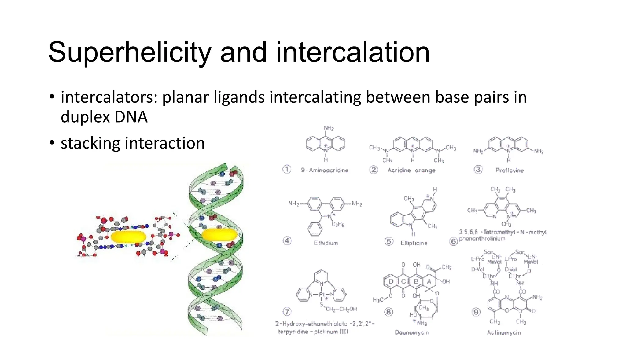 Superhelicity and intercalation
• intercalators: planar ligands intercalating between base pairs in
duplex DNA
• stacking interaction
 