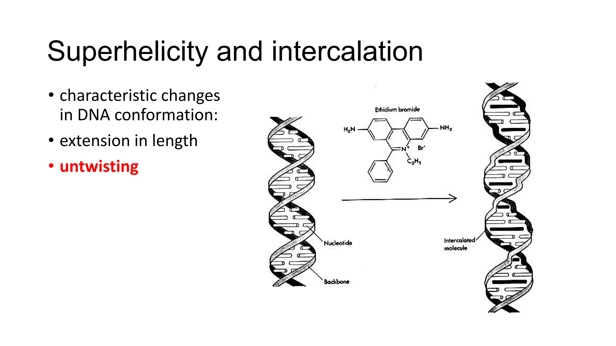 Superhelicity and intercalation
• characteristic changes
in DNA conformation:
• extension in length
• untwisting
 