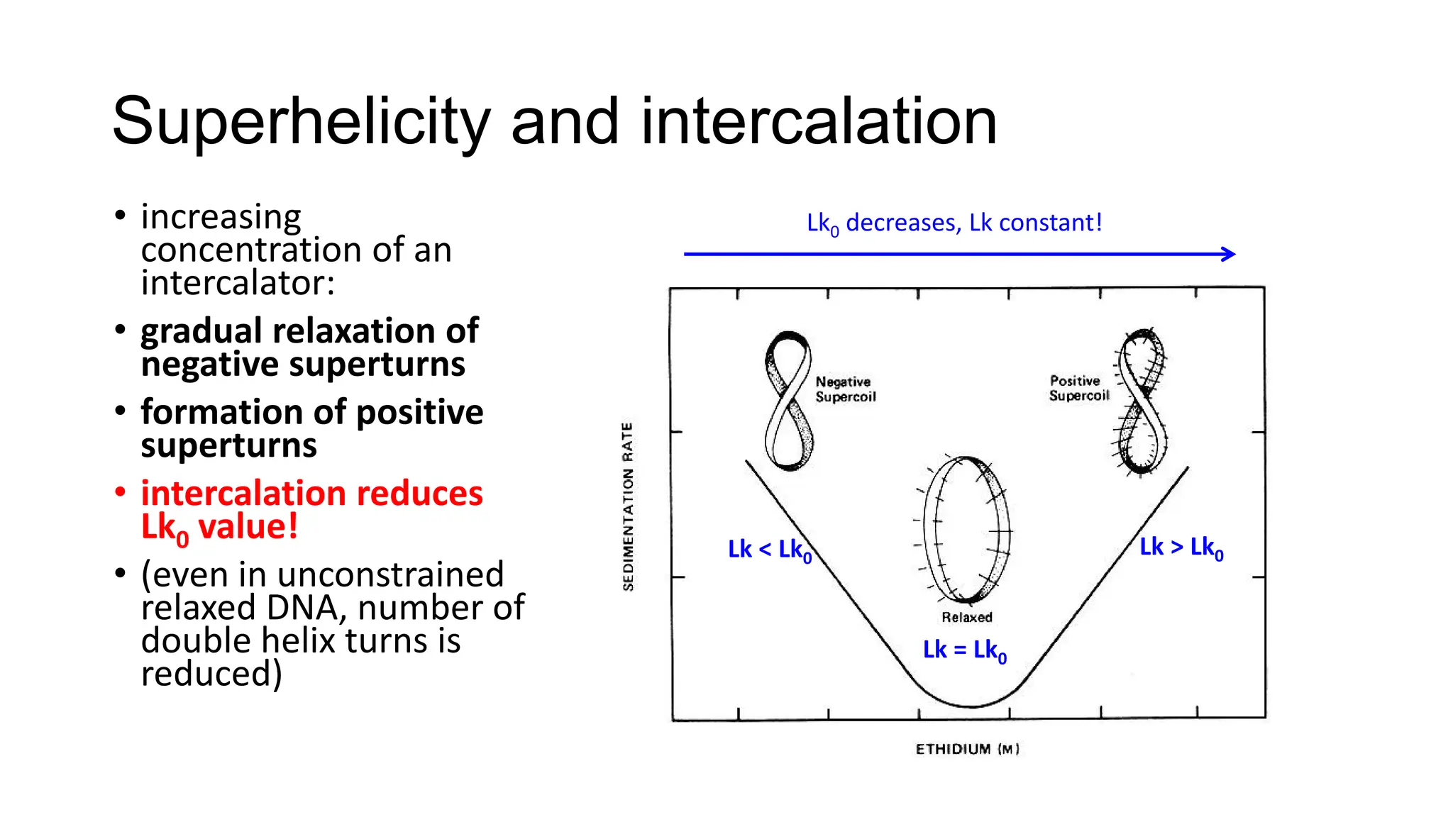 Superhelicity and intercalation
• increasing
concentration of an
intercalator:
• gradual relaxation of
negative superturns
• formation of positive
superturns
• intercalation reduces
Lk0 value!
• (even in unconstrained
relaxed DNA, number of
double helix turns is
reduced)
Lk < Lk0
Lk > Lk0
Lk = Lk0
Lk0 decreases, Lk constant!
 