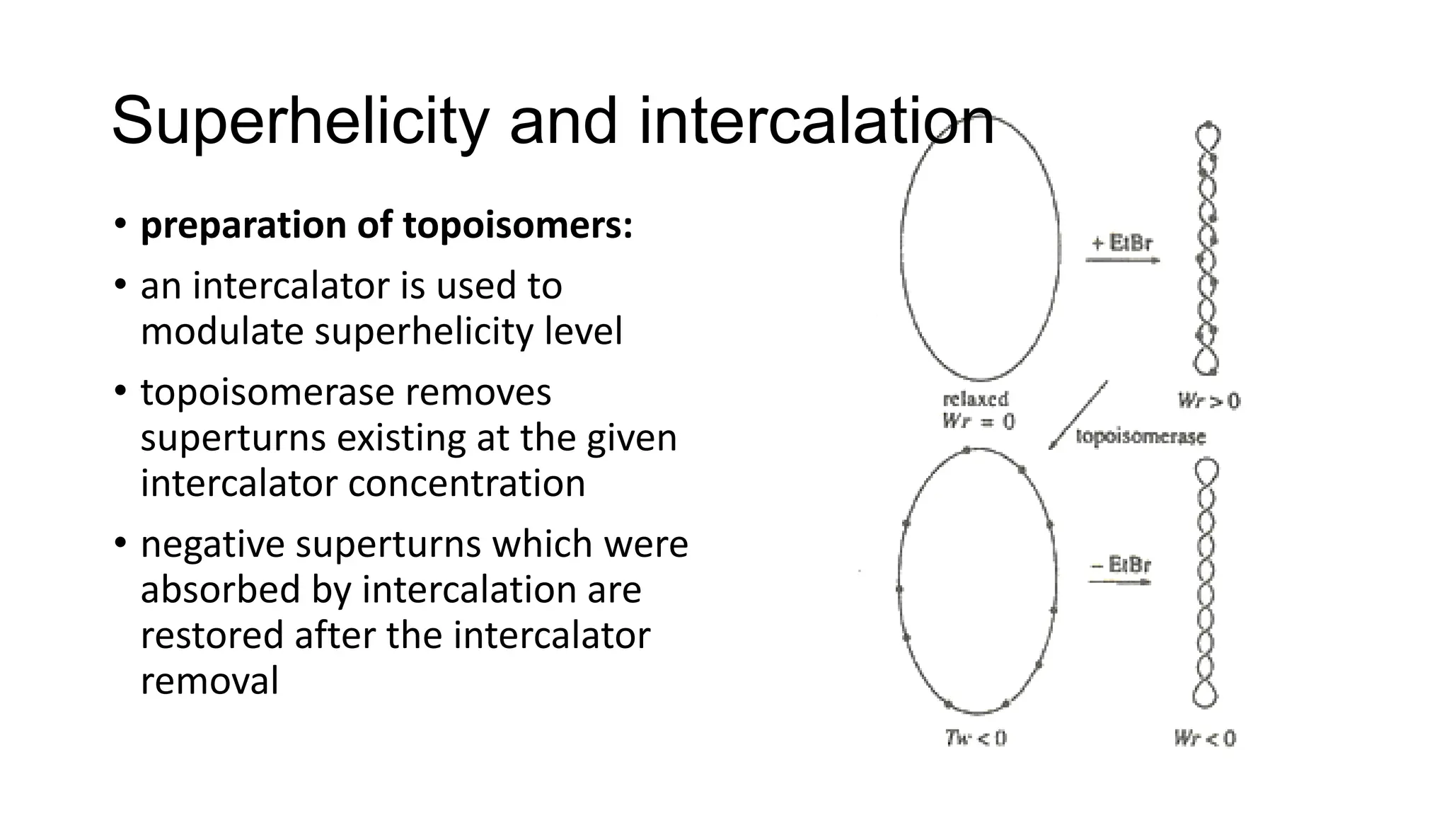 Superhelicity and intercalation
• preparation of topoisomers:
• an intercalator is used to
modulate superhelicity level
• topoisomerase removes
superturns existing at the given
intercalator concentration
• negative superturns which were
absorbed by intercalation are
restored after the intercalator
removal
 