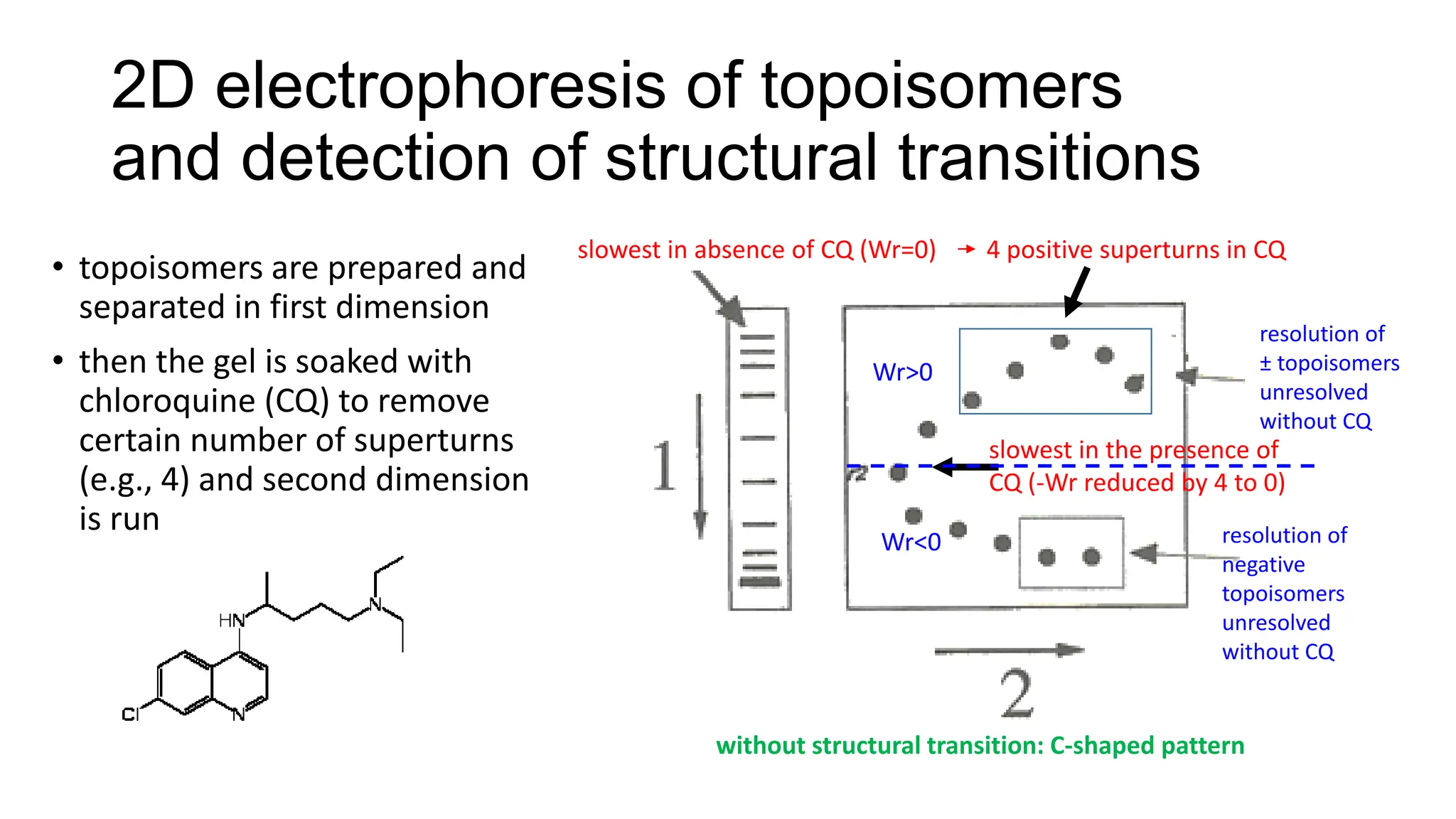 2D electrophoresis of topoisomers
and detection of structural transitions
• topoisomers are prepared and
separated in first dimension
• then the gel is soaked with
chloroquine (CQ) to remove
certain number of superturns
(e.g., 4) and second dimension
is run
slowest in absence of CQ (Wr=0)
slowest in the presence of
CQ (-Wr reduced by 4 to 0)
4 positive superturns in CQ
resolution of
± topoisomers
unresolved
without CQ
resolution of
negative
topoisomers
unresolved
without CQ
Wr>0
Wr<0
without structural transition: C-shaped pattern
 