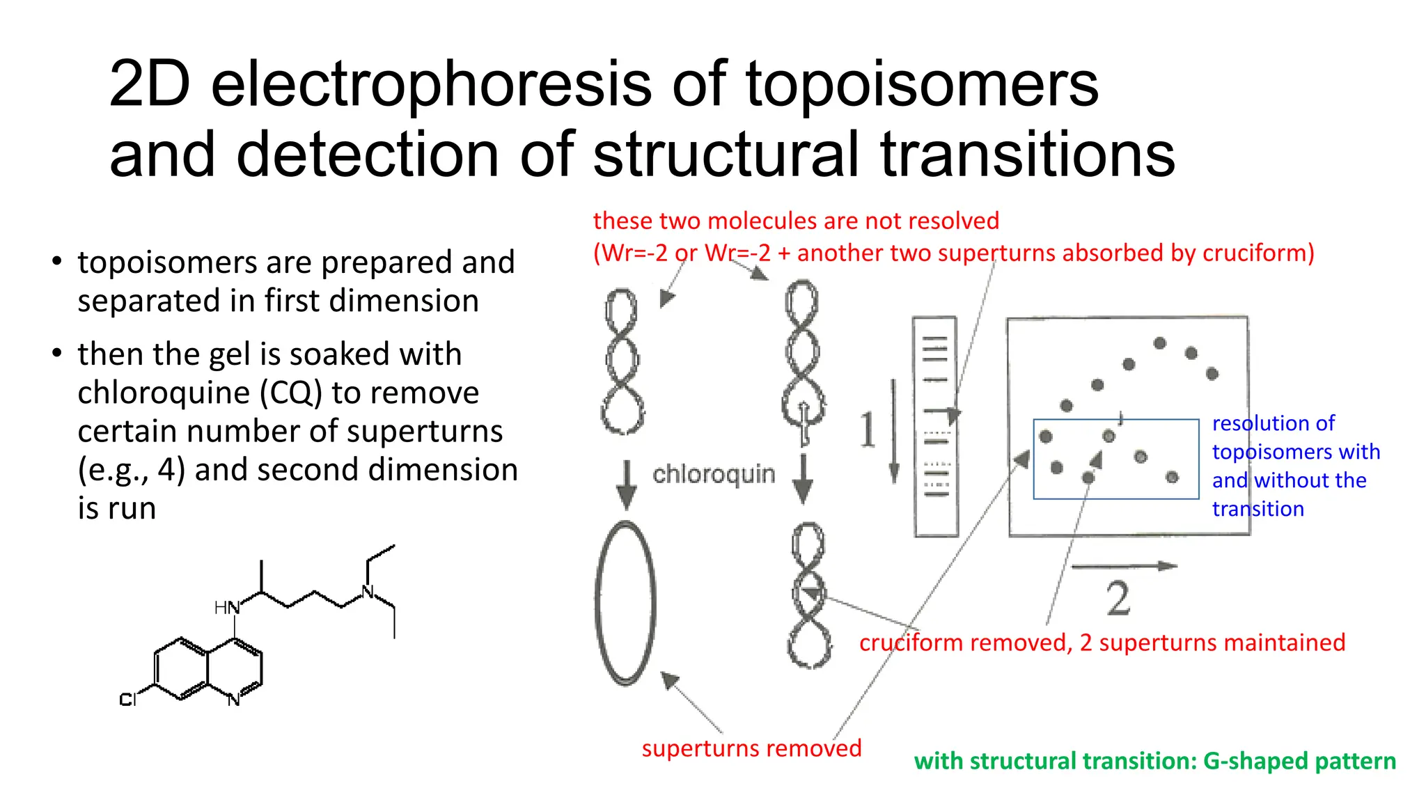 2D electrophoresis of topoisomers
and detection of structural transitions
• topoisomers are prepared and
separated in first dimension
• then the gel is soaked with
chloroquine (CQ) to remove
certain number of superturns
(e.g., 4) and second dimension
is run
with structural transition: G-shaped pattern
these two molecules are not resolved
(Wr=-2 or Wr=-2 + another two superturns absorbed by cruciform)
superturns removed
cruciform removed, 2 superturns maintained
resolution of
topoisomers with
and without the
transition
 