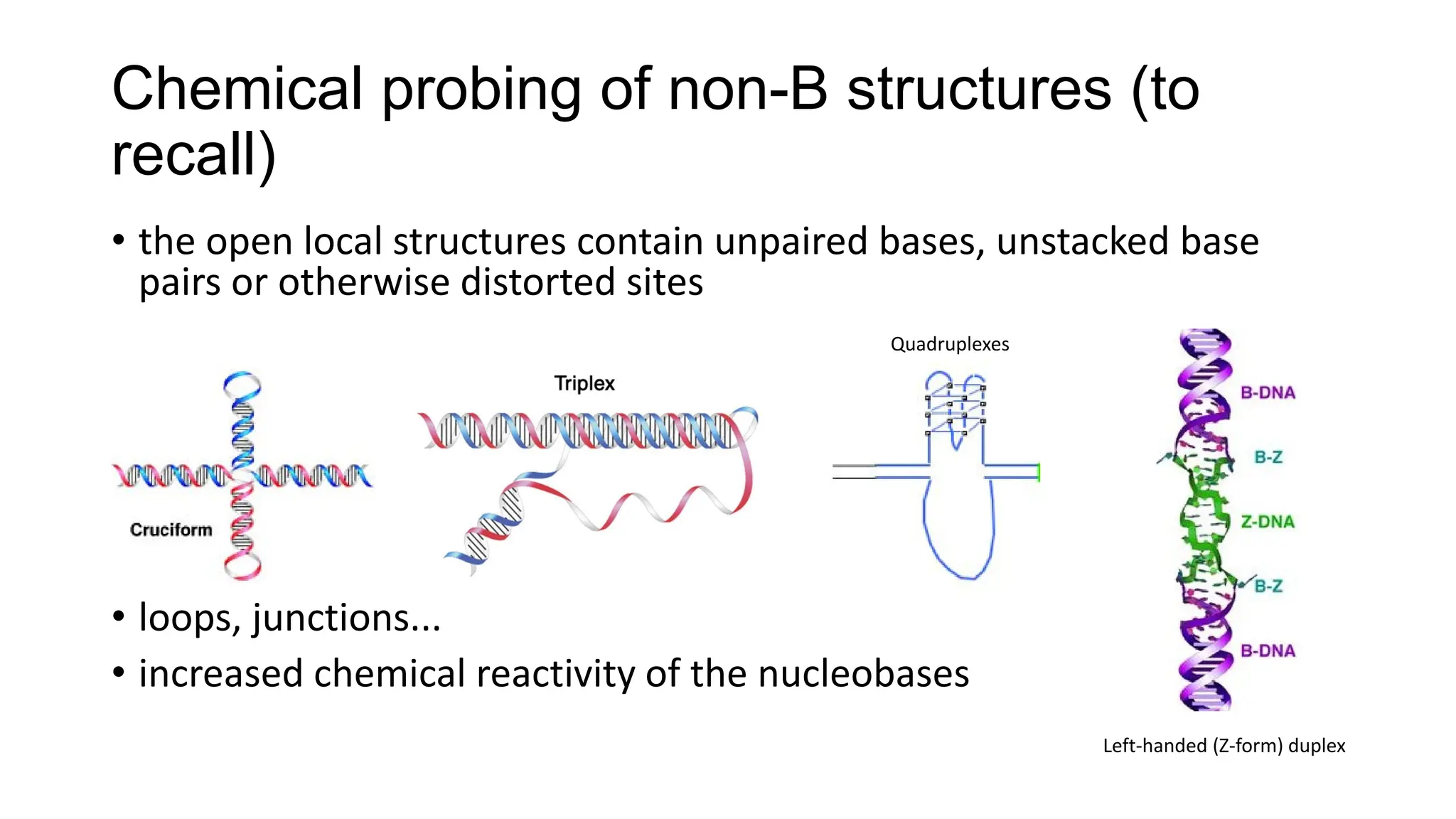 Chemical probing of non-B structures (to
recall)
• the open local structures contain unpaired bases, unstacked base
pairs or otherwise distorted sites
• loops, junctions...
• increased chemical reactivity of the nucleobases
Left-handed (Z-form) duplex
Quadruplexes
 