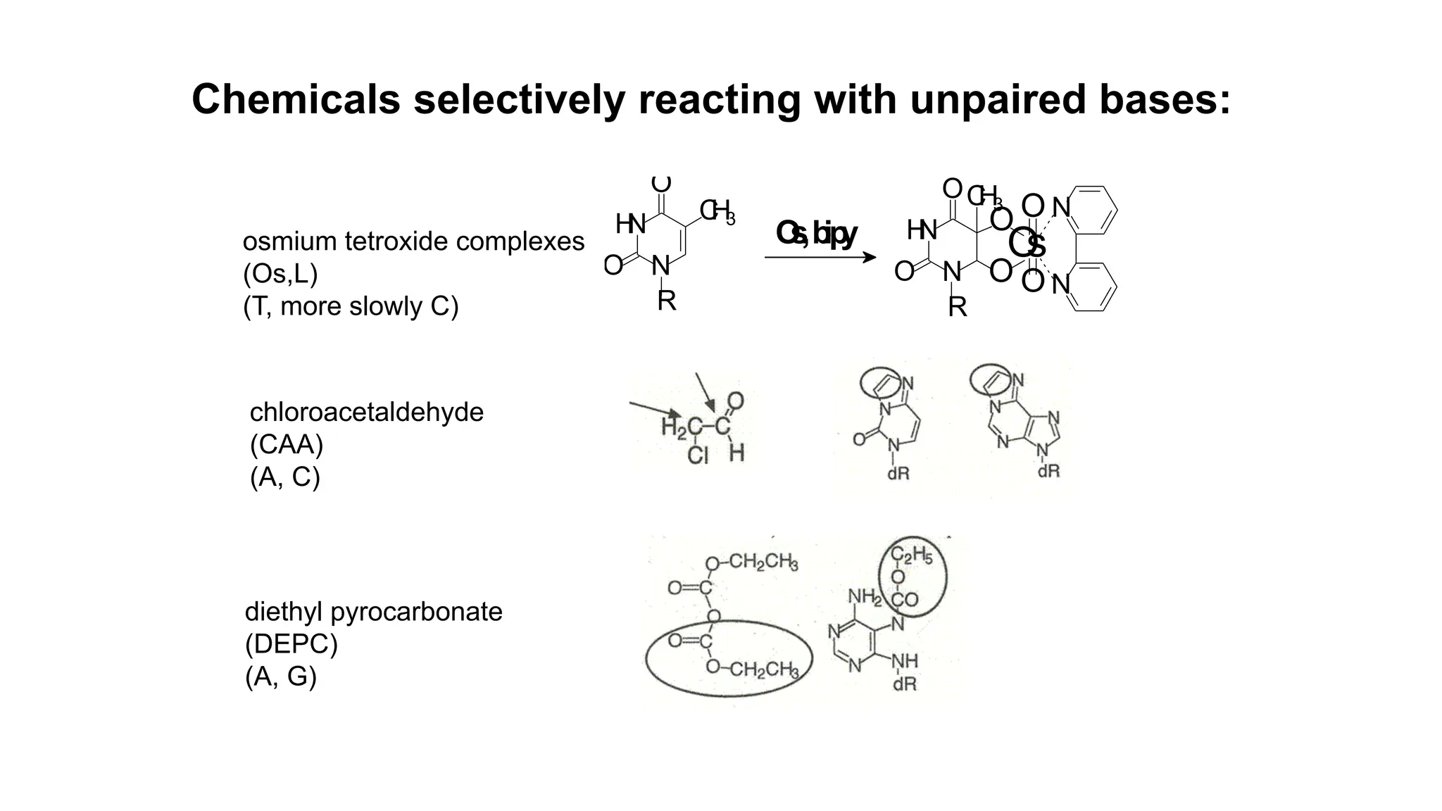 Chemicals selectively reacting with unpaired bases:
N
N
H
O
O
C
H3
O
s
,b
ip
y
N
N
H
O
OC
H3
O
O
O
s
O
O
N
N
R R
osmium tetroxide complexes
(Os,L)
(T, more slowly C)
chloroacetaldehyde
(CAA)
(A, C)
diethyl pyrocarbonate
(DEPC)
(A, G)
 