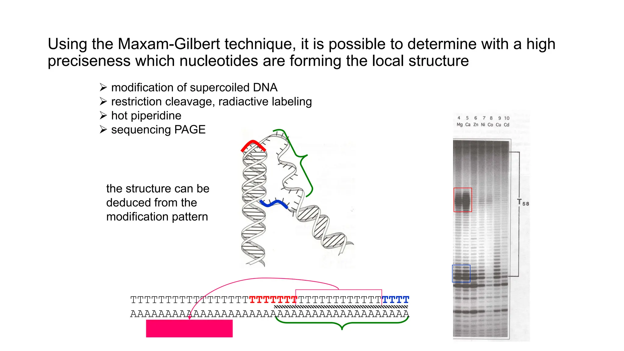 Using the Maxam-Gilbert technique, it is possible to determine with a high
preciseness which nucleotides are forming the local structure
 modification of supercoiled DNA
 restriction cleavage, radiactive labeling
 hot piperidine
 sequencing PAGE
the structure can be
deduced from the
modification pattern
TTTTTTTTTTTTTTTTTTTTTTTTTTTTTTTTTTTTTTTT
AAAAAAAAAAAAAAAAAAAAAAAAAAAAAAAAAAAAAAAA
 