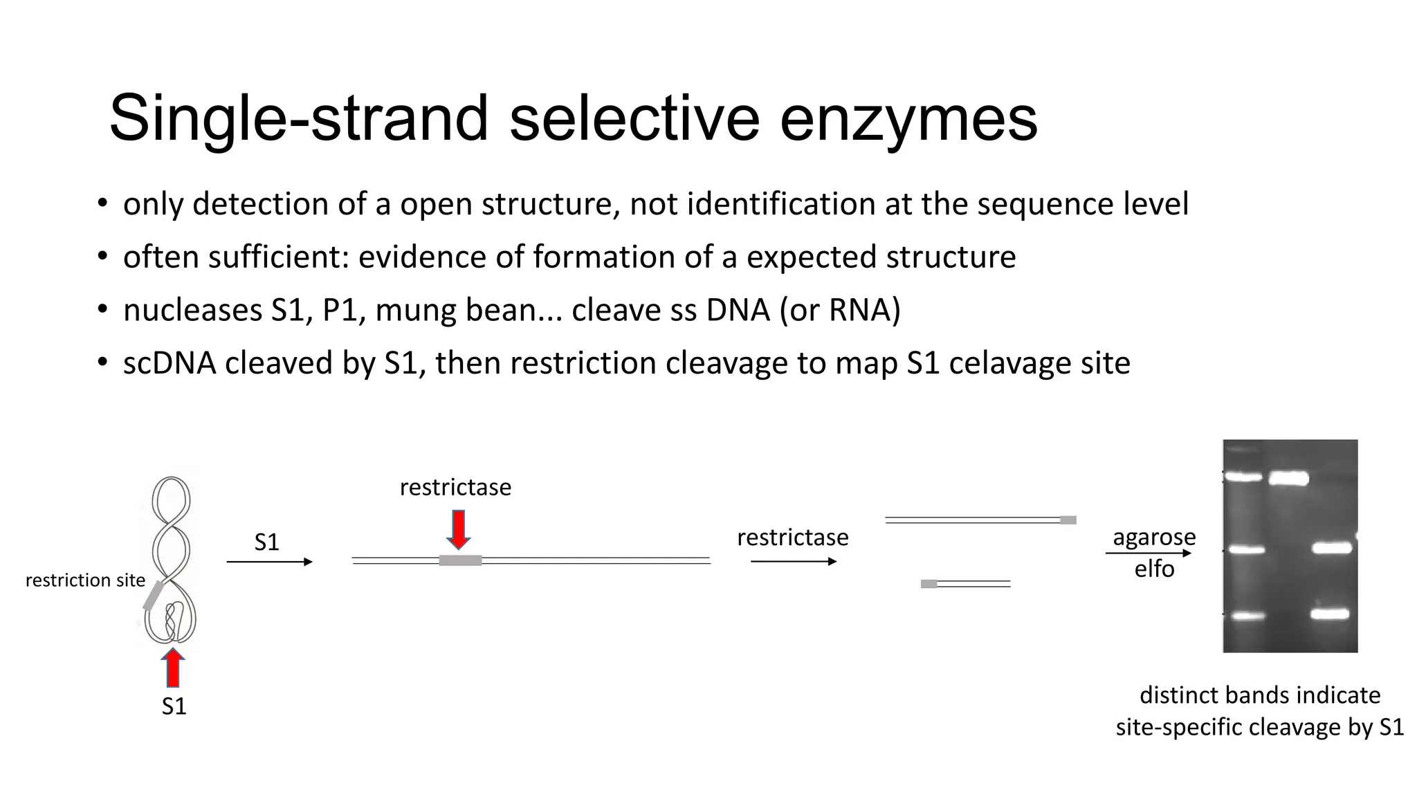 Single-strand selective enzymes
• only detection of a open structure, not identification at the sequence level
• often sufficient: evidence of formation of a expected structure
• nucleases S1, P1, mung bean... cleave ss DNA (or RNA)
• scDNA cleaved by S1, then restriction cleavage to map S1 celavage site
S1
S1
restriction site
restrictase
restrictase
agarose
elfo
distinct bands indicate
site-specific cleavage by S1
 