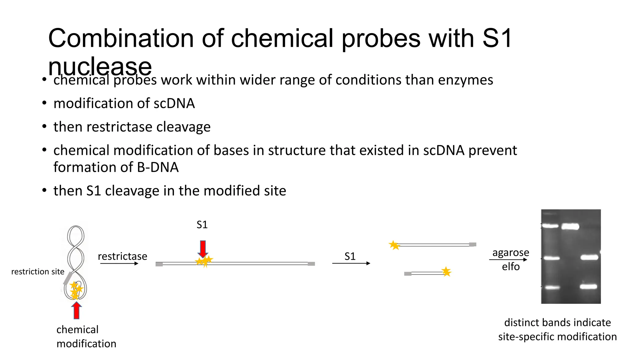 Combination of chemical probes with S1
nuclease
• chemical probes work within wider range of conditions than enzymes
• modification of scDNA
• then restrictase cleavage
• chemical modification of bases in structure that existed in scDNA prevent
formation of B-DNA
• then S1 cleavage in the modified site
S1
chemical
modification
restriction site
restrictase
S1
agarose
elfo
distinct bands indicate
site-specific modification
 