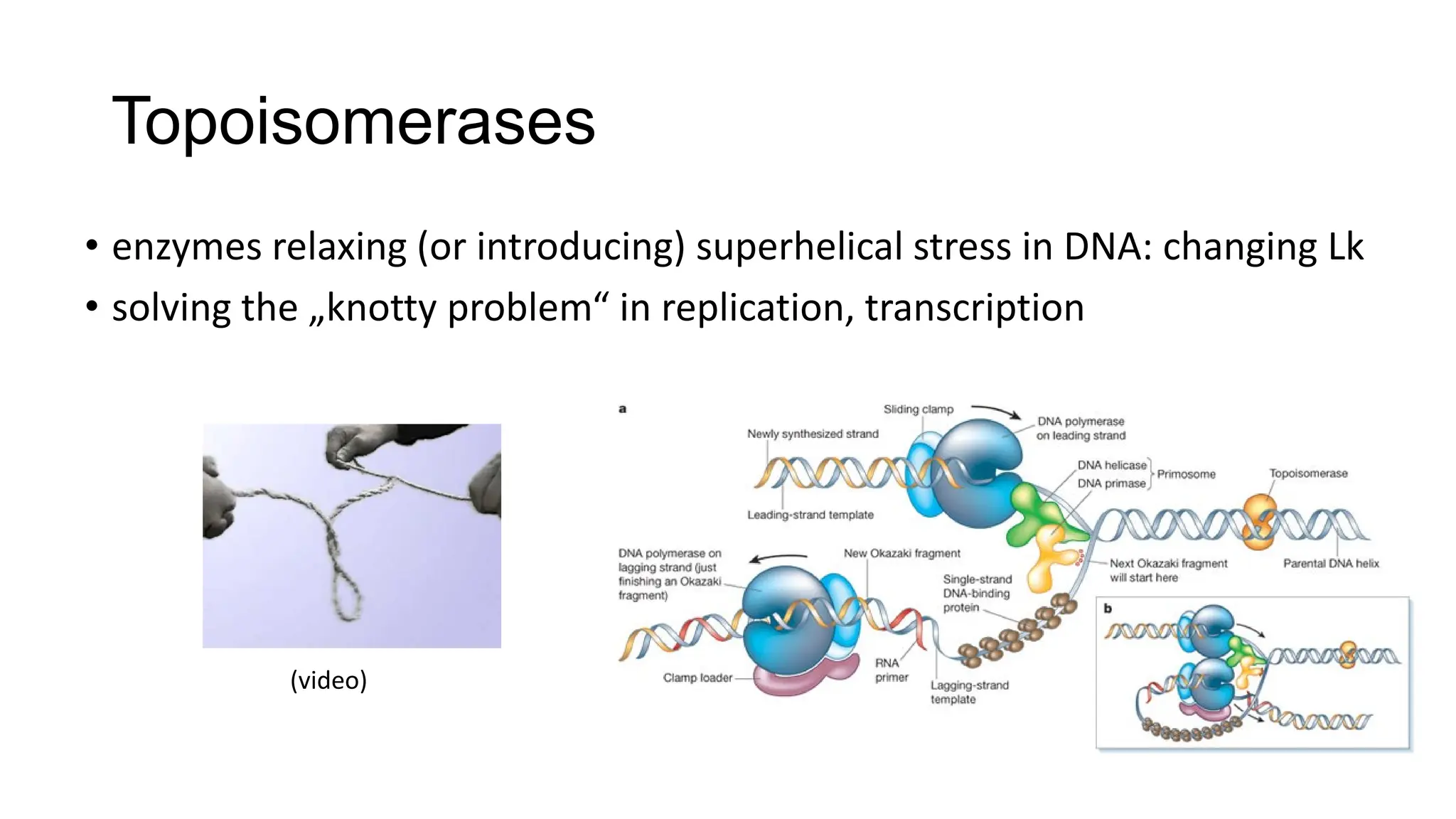 Topoisomerases
• enzymes relaxing (or introducing) superhelical stress in DNA: changing Lk
• solving the „knotty problem“ in replication, transcription
(video)
 