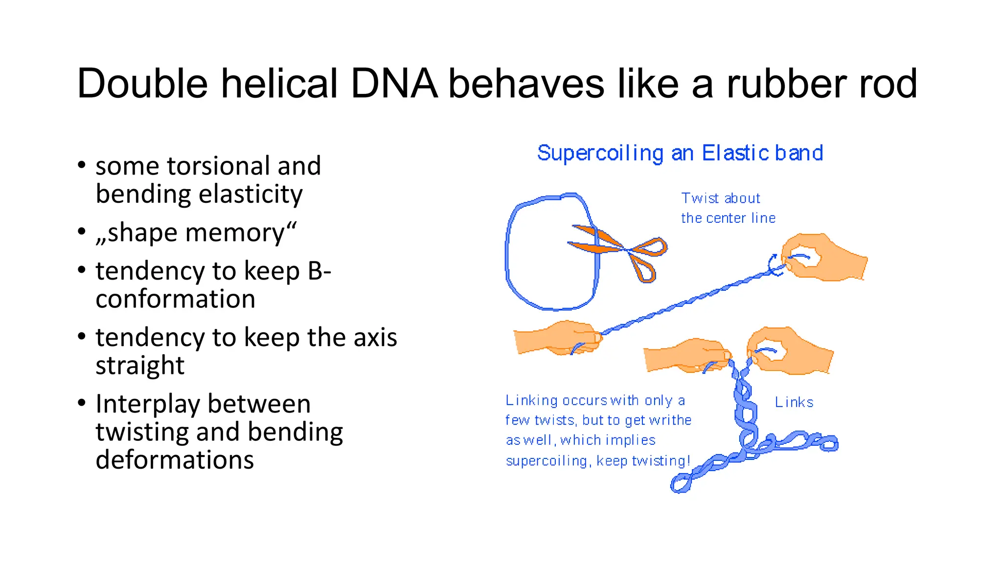 Double helical DNA behaves like a rubber rod
• some torsional and
bending elasticity
• „shape memory“
• tendency to keep B-
conformation
• tendency to keep the axis
straight
• Interplay between
twisting and bending
deformations
 