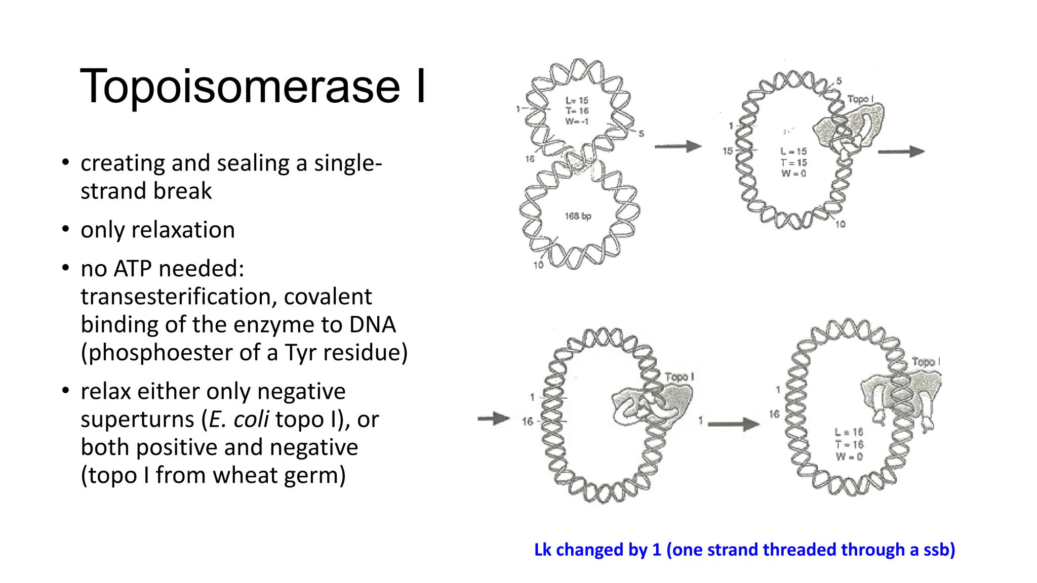 Topoisomerase I
• creating and sealing a single-
strand break
• only relaxation
• no ATP needed:
transesterification, covalent
binding of the enzyme to DNA
(phosphoester of a Tyr residue)
• relax either only negative
superturns (E. coli topo I), or
both positive and negative
(topo I from wheat germ)
Lk changed by 1 (one strand threaded through a ssb)
 