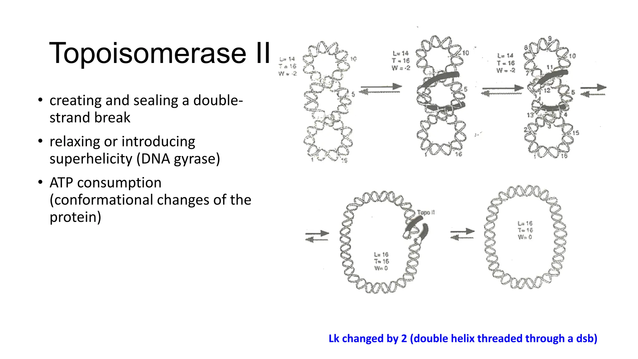 Topoisomerase II
• creating and sealing a double-
strand break
• relaxing or introducing
superhelicity (DNA gyrase)
• ATP consumption
(conformational changes of the
protein)
Lk changed by 2 (double helix threaded through a dsb)
 