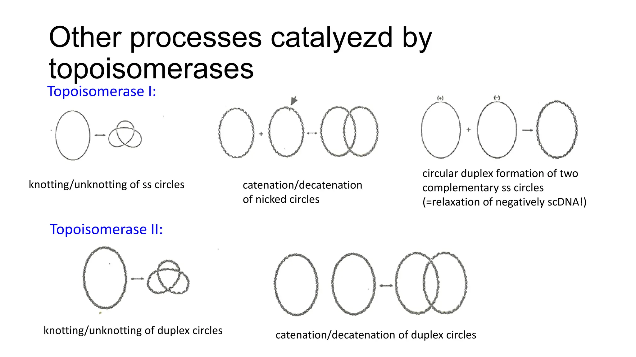Other processes catalyezd by
topoisomerases
Topoisomerase I:
Topoisomerase II:
knotting/unknotting of ss circles catenation/decatenation
of nicked circles
circular duplex formation of two
complementary ss circles
(=relaxation of negatively scDNA!)
knotting/unknotting of duplex circles catenation/decatenation of duplex circles
 