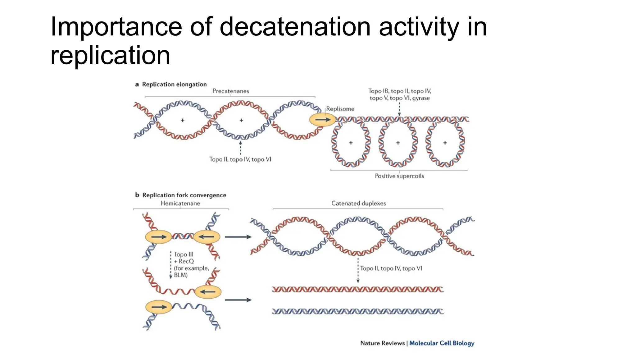 Importance of decatenation activity in
replication
 