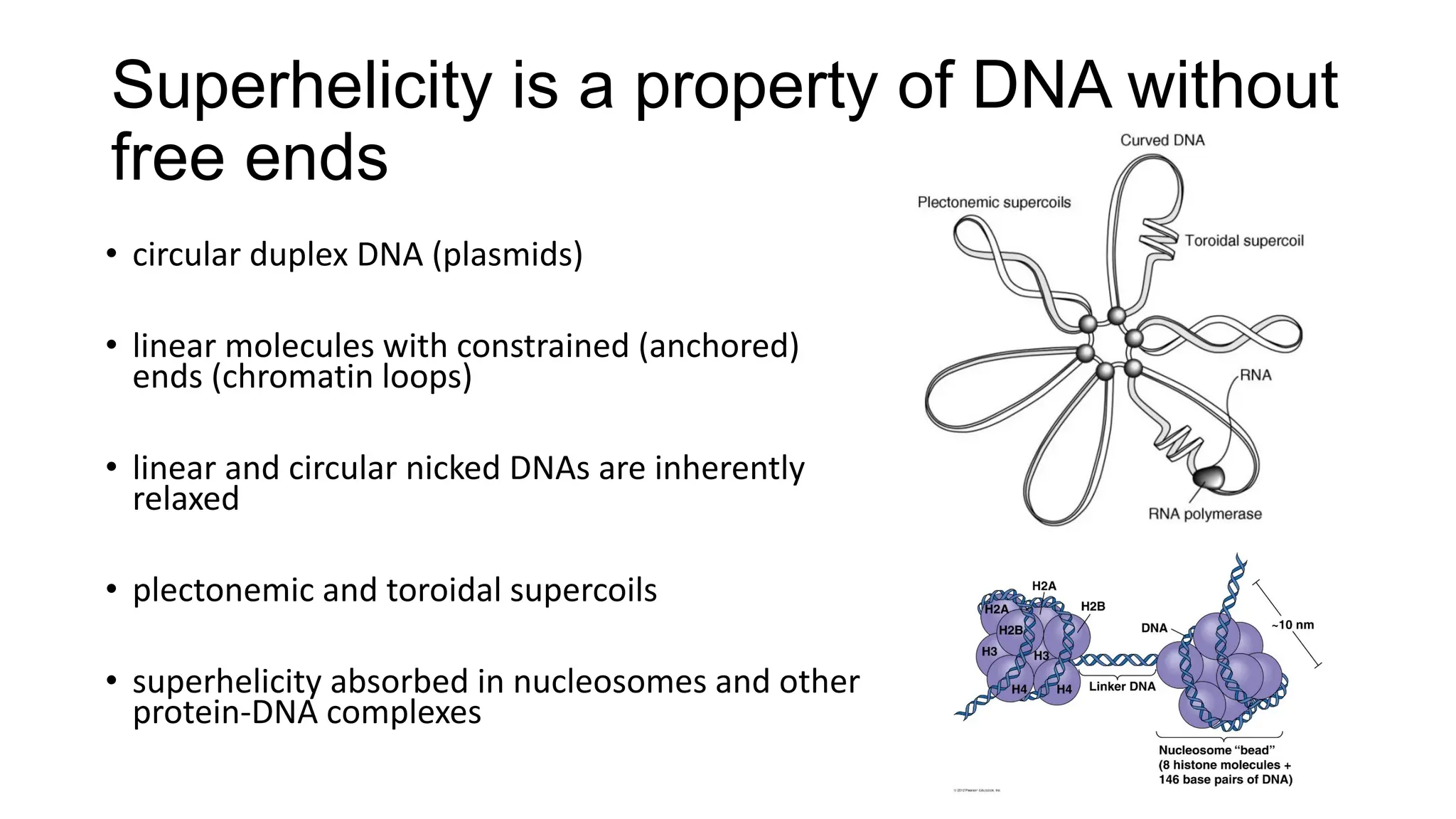 Superhelicity is a property of DNA without
free ends
• circular duplex DNA (plasmids)
• linear molecules with constrained (anchored)
ends (chromatin loops)
• linear and circular nicked DNAs are inherently
relaxed
• plectonemic and toroidal supercoils
• superhelicity absorbed in nucleosomes and other
protein-DNA complexes
 