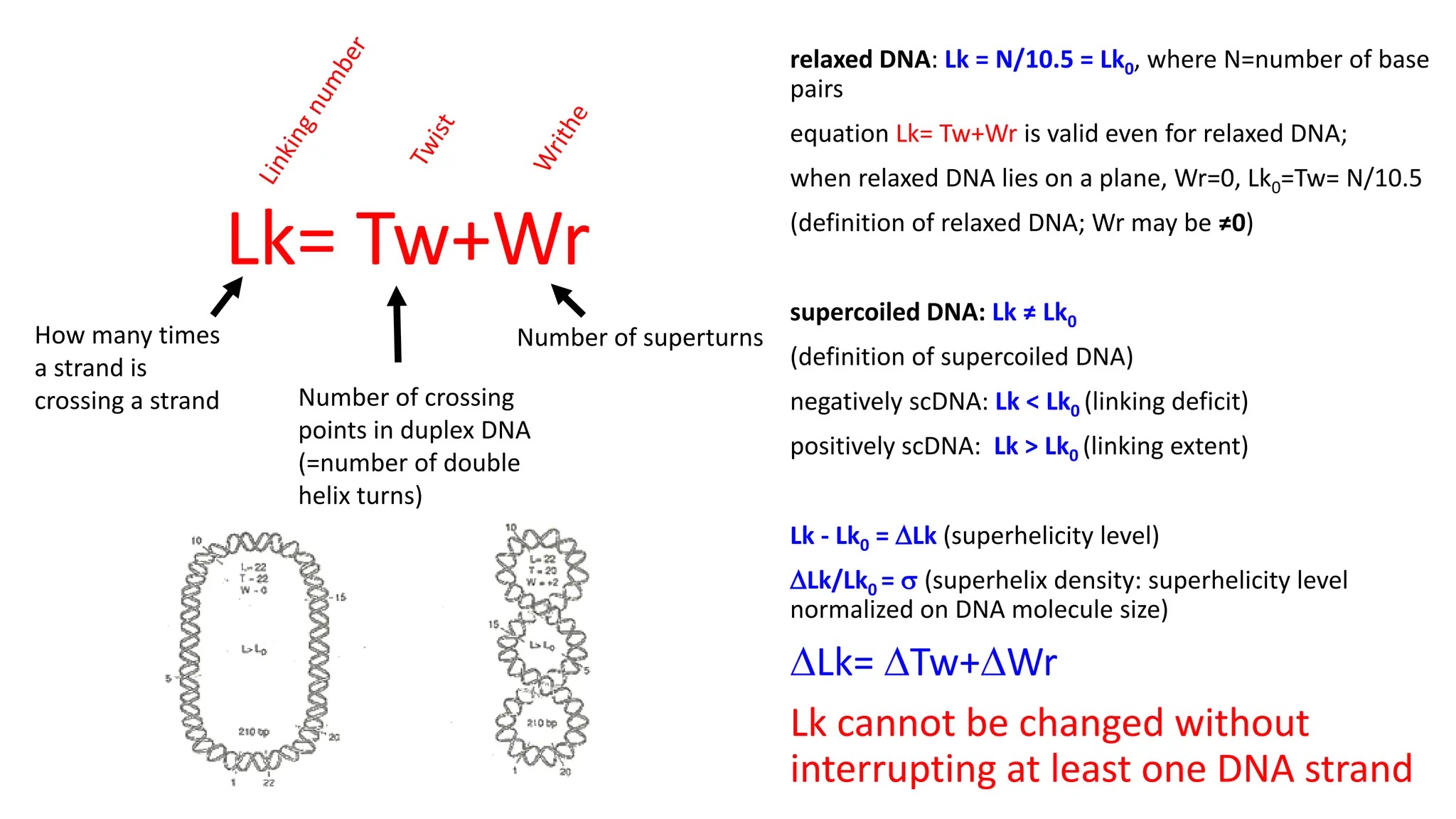 Lk= Tw+Wr
How many times
a strand is
crossing a strand Number of crossing
points in duplex DNA
(=number of double
helix turns)
Number of superturns
relaxed DNA: Lk = N/10.5 = Lk0, where N=number of base
pairs
equation Lk= Tw+Wr is valid even for relaxed DNA;
when relaxed DNA lies on a plane, Wr=0, Lk0=Tw= N/10.5
(definition of relaxed DNA; Wr may be ≠0)
supercoiled DNA: Lk ≠ Lk0
(definition of supercoiled DNA)
negatively scDNA: Lk < Lk0 (linking deficit)
positively scDNA: Lk > Lk0 (linking extent)
Lk - Lk0 = DLk (superhelicity level)
DLk/Lk0 = s (superhelix density: superhelicity level
normalized on DNA molecule size)
DLk= DTw+DWr
Lk cannot be changed without
interrupting at least one DNA strand
 