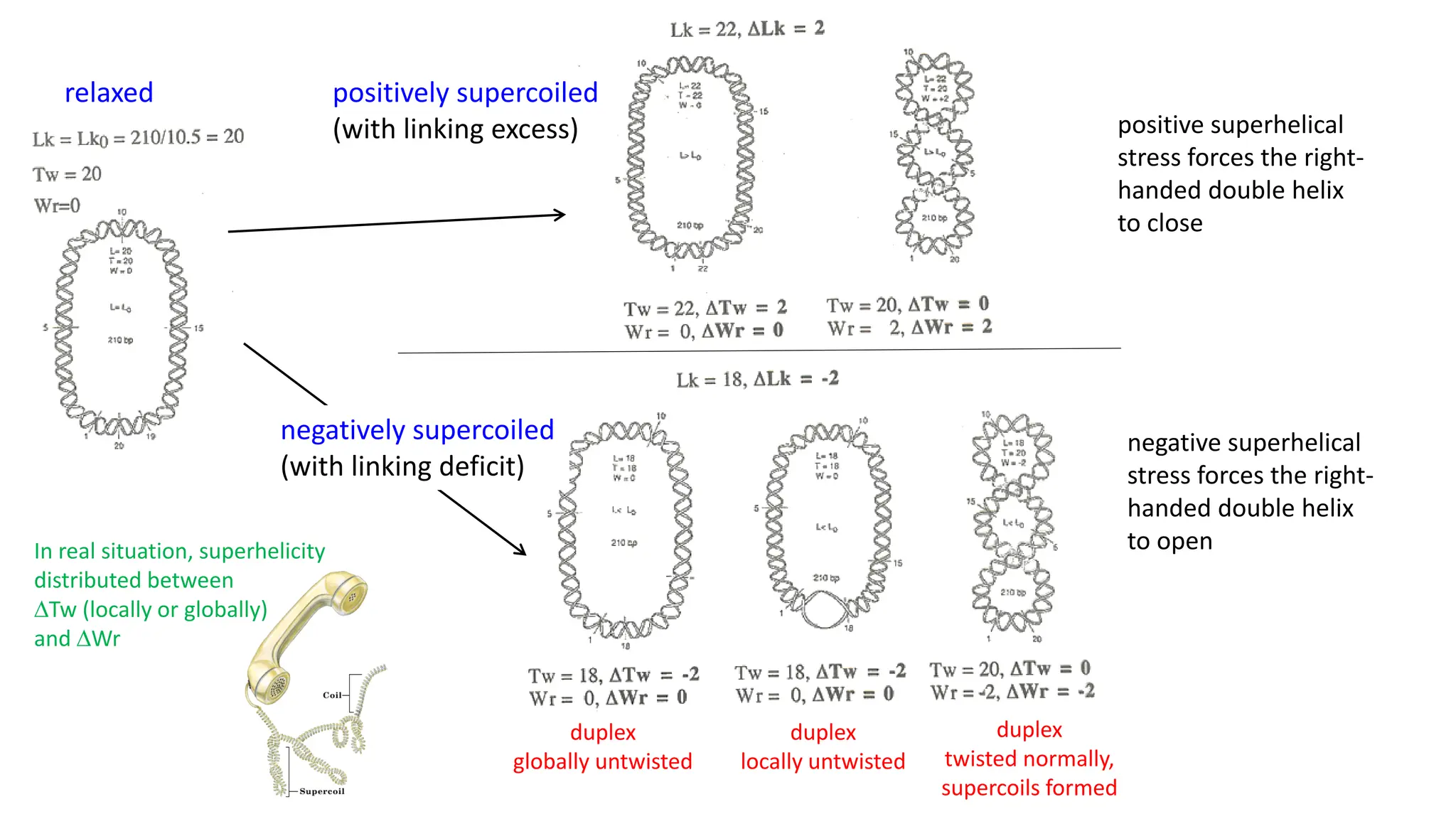 relaxed positively supercoiled
(with linking excess)
duplex
globally untwisted
duplex
locally untwisted
duplex
twisted normally,
supercoils formed
In real situation, superhelicity
distributed between
DTw (locally or globally)
and DWr
negatively supercoiled
(with linking deficit)
positive superhelical
stress forces the right-
handed double helix
to close
negative superhelical
stress forces the right-
handed double helix
to open
 