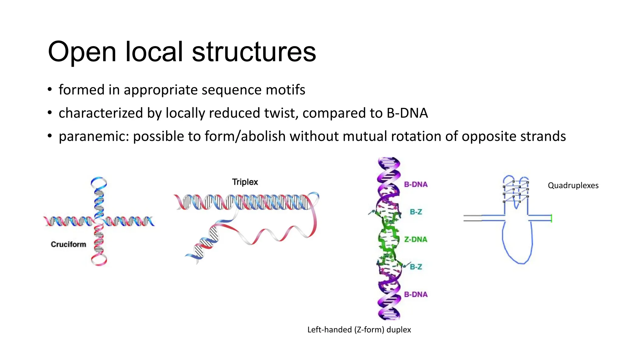 Open local structures
• formed in appropriate sequence motifs
• characterized by locally reduced twist, compared to B-DNA
• paranemic: possible to form/abolish without mutual rotation of opposite strands
Left-handed (Z-form) duplex
Quadruplexes
 