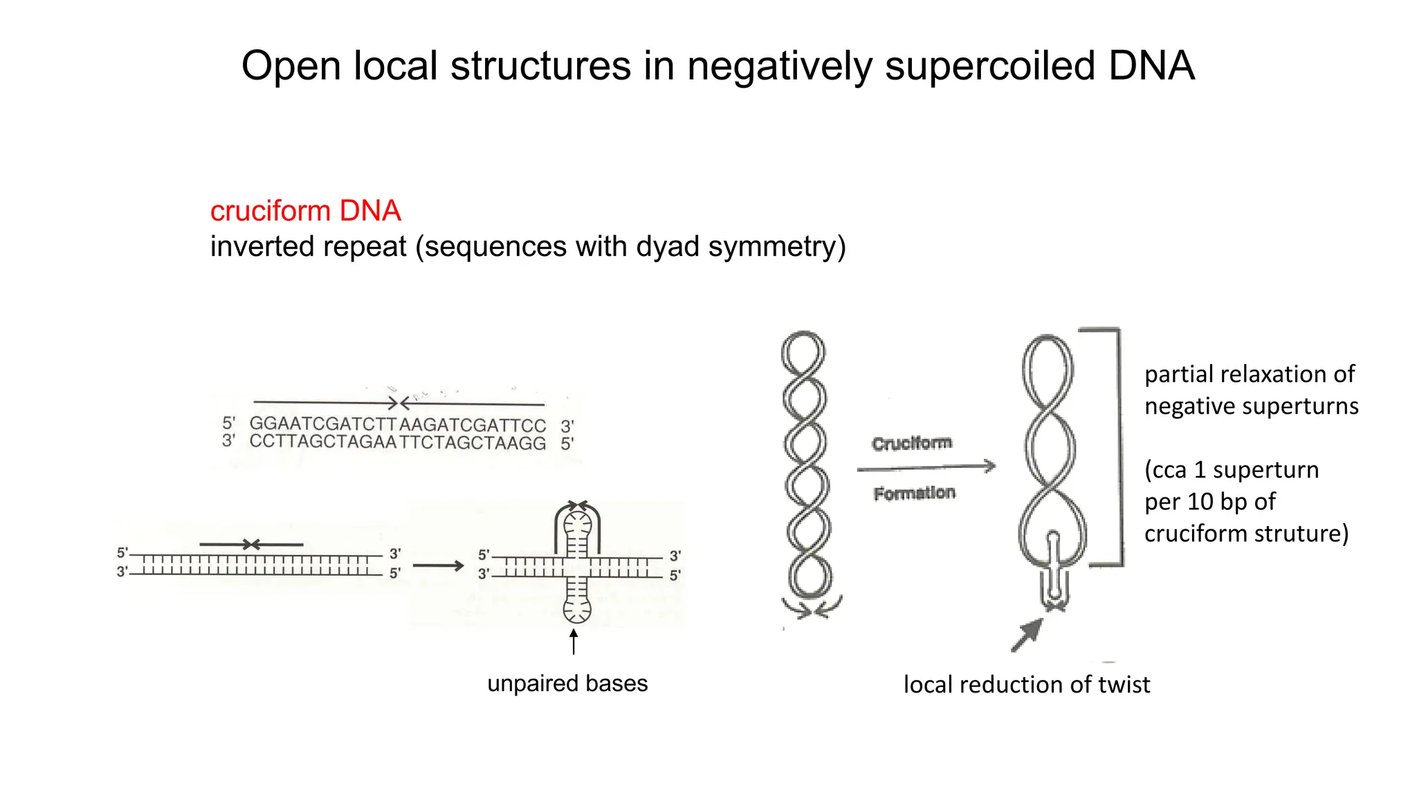 cruciform DNA
inverted repeat (sequences with dyad symmetry)
Open local structures in negatively supercoiled DNA
unpaired bases local reduction of twist
partial relaxation of
negative superturns
(cca 1 superturn
per 10 bp of
cruciform struture)
 