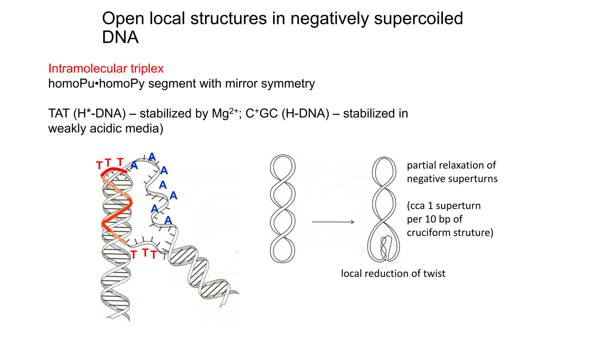 Open local structures in negatively supercoiled
DNA
Intramolecular triplex
homoPu•homoPy segment with mirror symmetry
TAT (H*-DNA) – stabilized by Mg2+; C+GC (H-DNA) – stabilized in
weakly acidic media)
T
T
T
T
T T
A
A
A
A
A
A
A
local reduction of twist
partial relaxation of
negative superturns
(cca 1 superturn
per 10 bp of
cruciform struture)
 