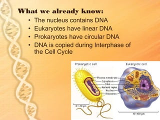 What we already know:
  •   The nucleus contains DNA
  •   Eukaryotes have linear DNA
  •   Prokaryotes have circular DNA
  •   DNA is copied during Interphase of
      the Cell Cycle
 