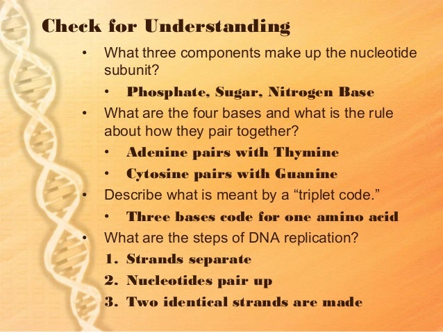 What makes up the steps of a DNA molecule?