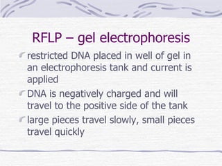 RFLP – gel electrophoresis <ul><li>restricted DNA placed in well of gel in an electrophoresis tank and current is applied ...