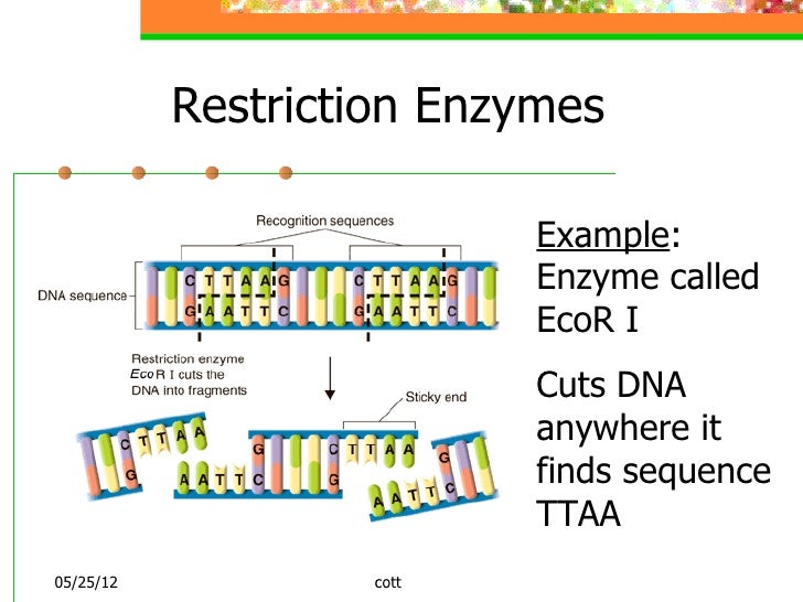 Dna technology 1