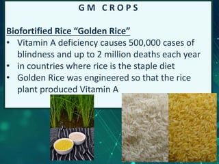 G M C R O P S
Biofortified Rice “Golden Rice”
• Vitamin A deficiency causes 500,000 cases of
blindness and up to 2 million deaths each year
• in countries where rice is the staple diet
• Golden Rice was engineered so that the rice
plant produced Vitamin A
17
 