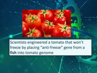 Scientists engineered a tomato that won’t
freeze by placing “anti-freeze” gene from a
fish into tomato genome
18
 