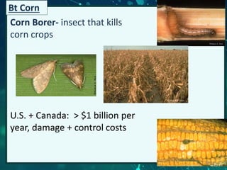 European Corn Borer
Corn Borer- insect that kills
corn crops
U.S. + Canada: > $1 billion per
year, damage + control costs
Bt Corn
20
 