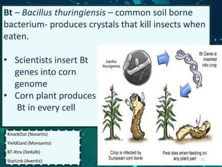 Bt – Bacillus thuringiensis – common soil borne
bacterium- produces crystals that kill insects when
eaten.
• Scientists insert Bt
genes into corn
genome
• Corn plant produces
Bt in every cell
KnockOut (Novartis)
YieldGard (Monsanto)
BT-Xtra (DeKalb)
StarLink (Aventis) 21
 