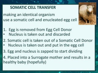 SOMATIC CELL TRANSFER
making an identical organism
use a somatic cell and enucleated egg cell
1. Egg is removed from Egg Cell Donor
• Nucleus is taken out and discarded
2. Somatic cell is taken out of a Somatic Cell Donor
• Nucleus is taken out and put in the egg cell
3. Egg and nucleus is zapped to start dividing
4. Placed into a Surrogate mother and results in a
healthy baby (hopefully)
 