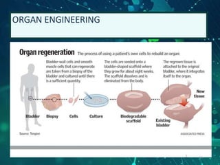 ORGAN ENGINEERING
34
 