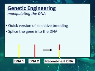Genetic Engineering
manipulating the DNA
• Quick version of selective breeding
• Splice the gene into the DNA
DNA 1 DNA 2 Recombinant DNA
 