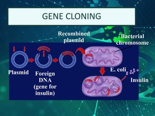 GENE CLONING
Plasmid Foreign
DNA
(gene for
insulin)
Recombined
plasmid
Bacterial
chromosome
E. coli
Insulin
 