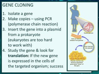 GENE CLONING
1. Isolate a gene
2. Make copies – using PCR
(polymerase chain reaction)
3. Insert the gene into a plasmid
from a prokaryote
(eukaryotes are too hard
to work with)
4. Study the gene & look for
translation: If the new gene
is expressed in the cells of
the targeted organism; success
 