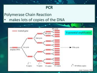 PCR
Polymerase Chain Reaction
• makes lots of copies of the DNA
 