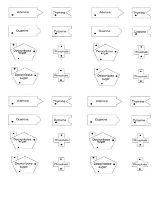 DNA Template Learning Activity Sheet.docx