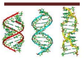 Forms of DNA
 