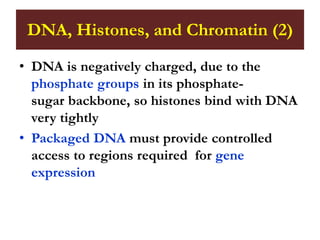 DNA, Histones, and Chromatin (2)
• DNA is negatively charged, due to the
phosphate groups in its phosphate-
sugar backbone, so histones bind with DNA
very tightly
• Packaged DNA must provide controlled
access to regions required for gene
expression
 