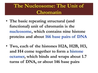 The Nucleosome: The Unit of
Chromatin
• The basic repeating structural (and
functional) unit of chromatin is the
nucleosome, which contains nine histone
proteins and about 166 base pairs of DNA
• Two, each of the histones H2A, H2B, H3,
and H4 come together to form a histone
octamer, which binds and wraps about 1.7
turns of DNA, or about 146 base pairs
 