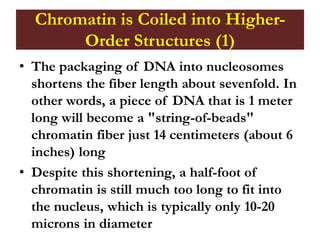 Chromatin is Coiled into Higher-
Order Structures (1)
• The packaging of DNA into nucleosomes
shortens the fiber length about sevenfold. In
other words, a piece of DNA that is 1 meter
long will become a "string-of-beads"
chromatin fiber just 14 centimeters (about 6
inches) long
• Despite this shortening, a half-foot of
chromatin is still much too long to fit into
the nucleus, which is typically only 10-20
microns in diameter
 