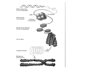 DNA tertiary structure 2022.pdf