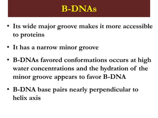 B-DNAs
• Its wide major groove makes it more accessible
to proteins
• It has a narrow minor groove
• B-DNAs favored conformations occurs at high
water concentrations and the hydration of the
minor groove appears to favor B-DNA
• B-DNA base pairs nearly perpendicular to
helix axis
 