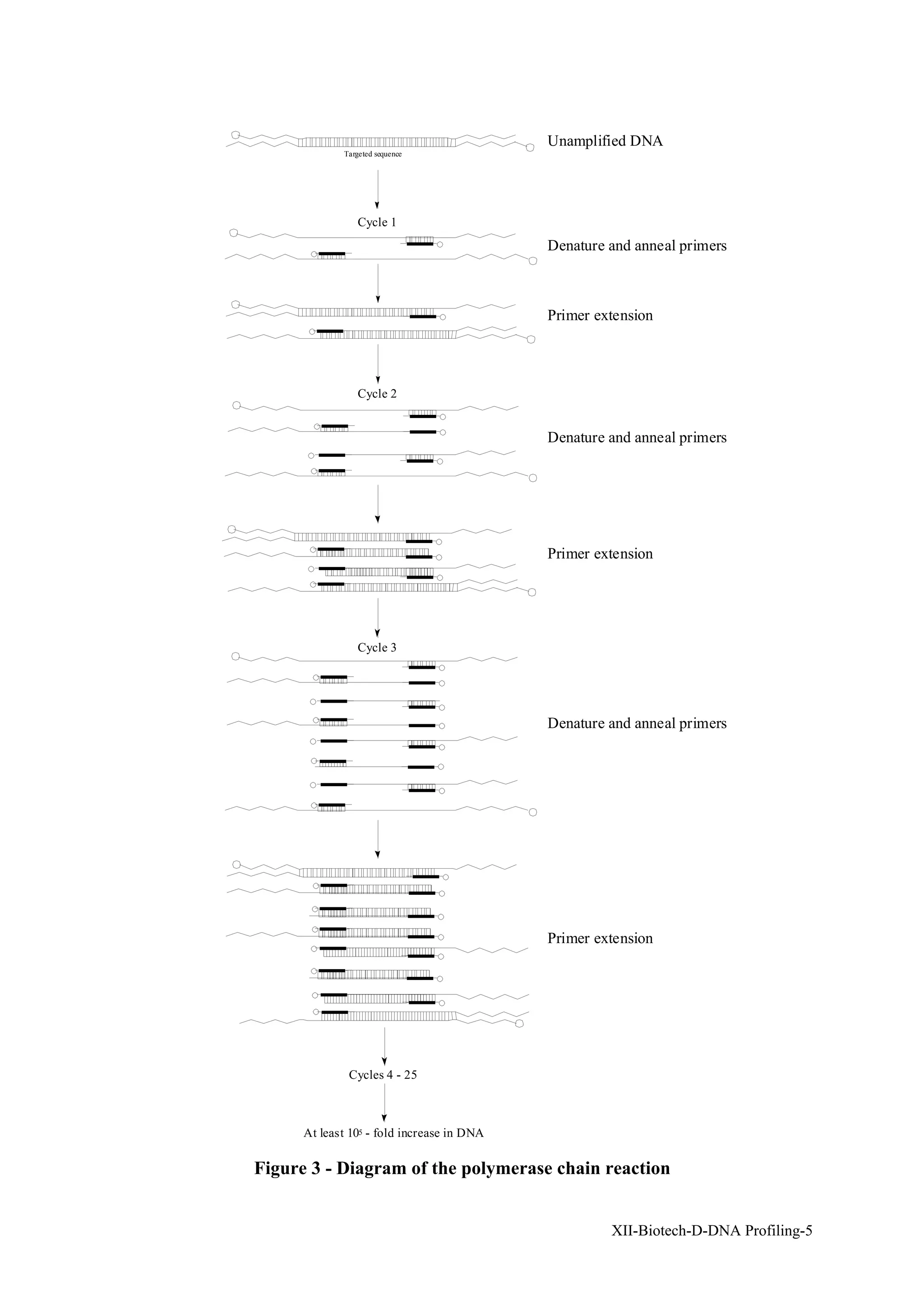 Unamplified DNA
             Targeted sequence




                 Cycle 1
                                            Denature and anneal primers



                                            Primer extension



                 Cycle 2


                                            Denature and anneal primers




                                            Primer extension




                 Cycle 3




                                            Denature and anneal primers




                                            Primer extension




              Cycles 4 - 25



      At least 105 - fold increase in DNA

Figure 3 - Diagram of the polymerase chain reaction


                                                     XII-Biotech-D-DNA Profiling-5
 