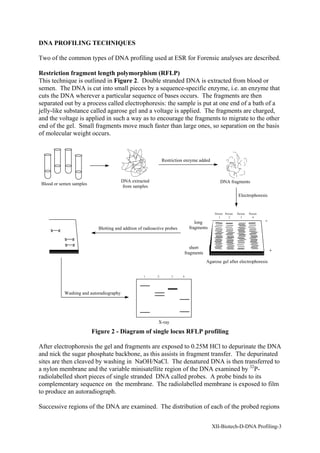 DNA PROFILING TECHNIQUES

Two of the common types of DNA profiling used at ESR for Forensic analyses are described.

Restriction fragment length polymorphism (RFLP)
This technique is outlined in Figure 2. Double stranded DNA is extracted from blood or
semen. The DNA is cut into small pieces by a sequence-specific enzyme, i.e. an enzyme that
cuts the DNA wherever a particular sequence of bases occurs. The fragments are then
separated out by a process called electrophoresis: the sample is put at one end of a bath of a
jelly-like substance called agarose gel and a voltage is applied. The fragments are charged,
and the voltage is applied in such a way as to encourage the fragments to migrate to the other
end of the gel. Small fragments move much faster than large ones, so separation on the basis
of molecular weight occurs.



                                                               Restriction enzyme added



                                          DNA extracted                                       DNA fragments
 Blood or semen samples
                                          from samples
                                                                                                            Electrophoresis


                                                                                           Person Person   Person   Person
                                                                                              1      2        3       4
                                                                                long                                         -
                            Blotting and addtion of radioactive probes       fragments



                                                                             short
                                                                          fragments                                              +
                                                                                      Agarose gel after electrophoresis


                                                    1      2       3     4




            Washing and autoradiography




                                                           X-ray

                          Figure 2 - Diagram of single locus RFLP profiling

After electrophoresis the gel and fragments are exposed to 0.25M HCl to depurinate the DNA
and nick the sugar phosphate backbone, as this assists in fragment transfer. The depurinated
sites are then cleaved by washing in NaOH/NaCl. The denatured DNA is then transferred to
a nylon membrane and the variable minisatellite region of the DNA examined by 32P-
radiolabelled short pieces of single stranded DNA called probes. A probe binds to its
complementary sequence on the membrane. The radiolabelled membrane is exposed to film
to produce an autoradiograph.

Successive regions of the DNA are examined. The distribution of each of the probed regions


                                                                                          XII-Biotech-D-DNA Profiling-3
 
