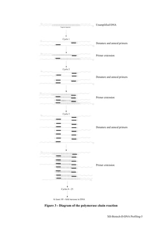 Unamplified DNA
             Targeted sequence




                 Cycle 1
                                            Denature and anneal primers



                                            Primer extension



                 Cycle 2


                                            Denature and anneal primers




                                            Primer extension




                 Cycle 3




                                            Denature and anneal primers




                                            Primer extension




              Cycles 4 - 25



      At least 105 - fold increase in DNA

Figure 3 - Diagram of the polymerase chain reaction


                                                     XII-Biotech-D-DNA Profiling-5
 