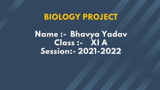 BIOLOGY PROJECT
Name :- Bhavya Yadav
Class :- XI A
Session:- 2021-2022
 
